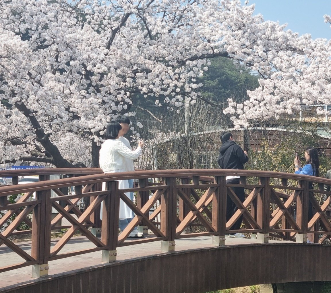 강릉 경포 벚꽃.(뉴스1 DB) ⓒ 뉴스1
