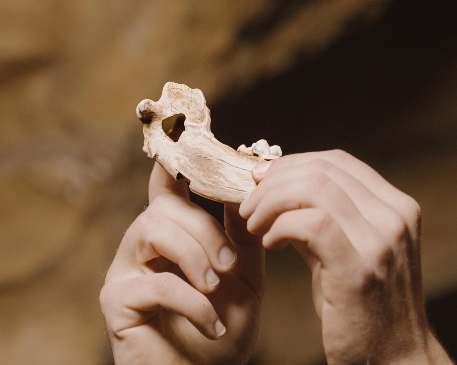 영국 고프 동굴에서 출토된 1만4300년 전 개 아래턱뼈 복원품. Tom Anders, Longleat 제공