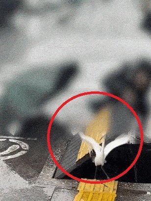 日여행 중 하수구 갇힌 백로 구조한 한국인 가족 (영상)