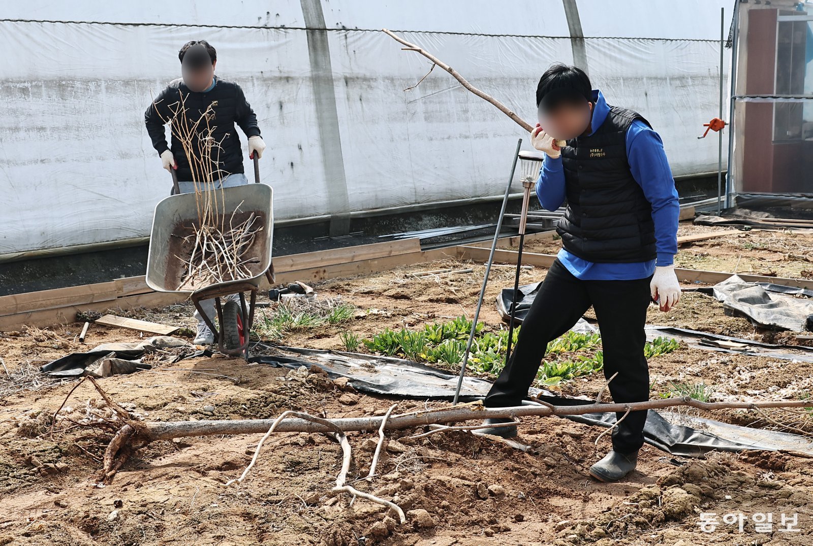 24일 경기 고양시 일산서구에 있는 사회적 기업 ‘사탕수수’가 운영하는 농장에서 경계선 지능인 서민호(가명·27·오른쪽)씨와 이하정(가명·23)씨가 겨우내 죽은 사탕수수 묘목을 정리하고 있다. 고양=양회성 기자 yohan@donga.com