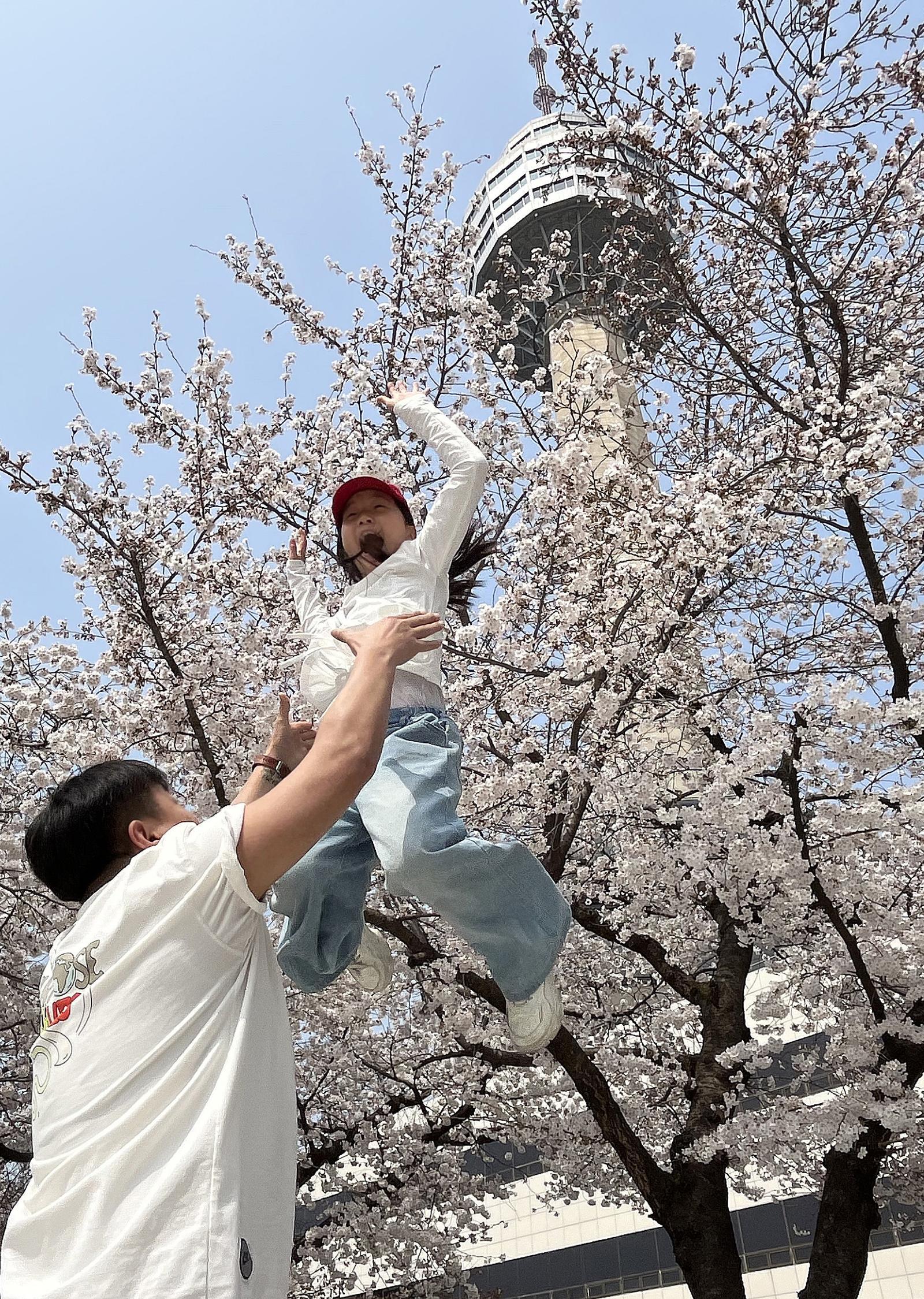 벚꽃 속에 핀 ‘아빠의 꽃’