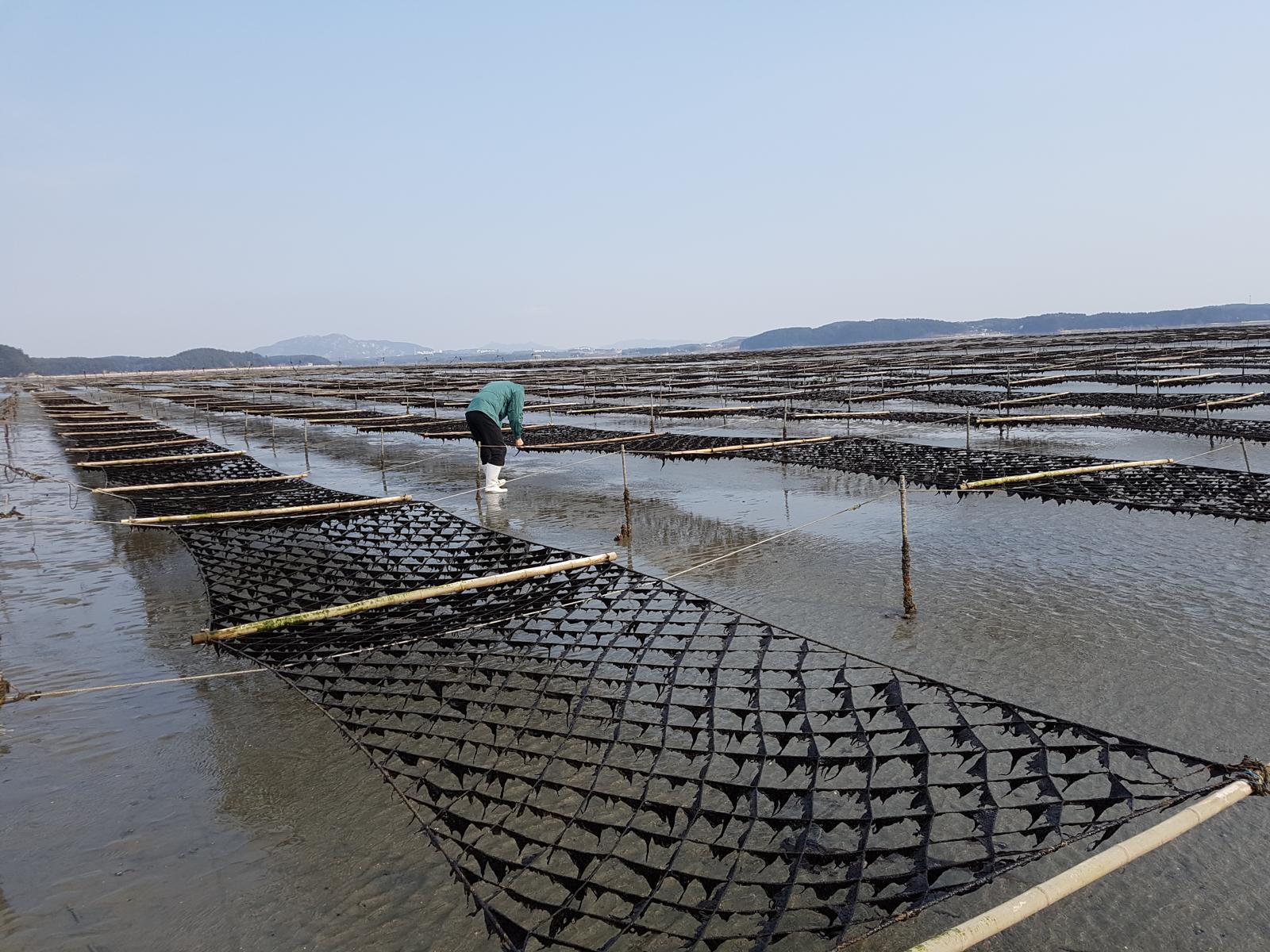 충남도 김 양식 탄소흡수 본격 연구 착수