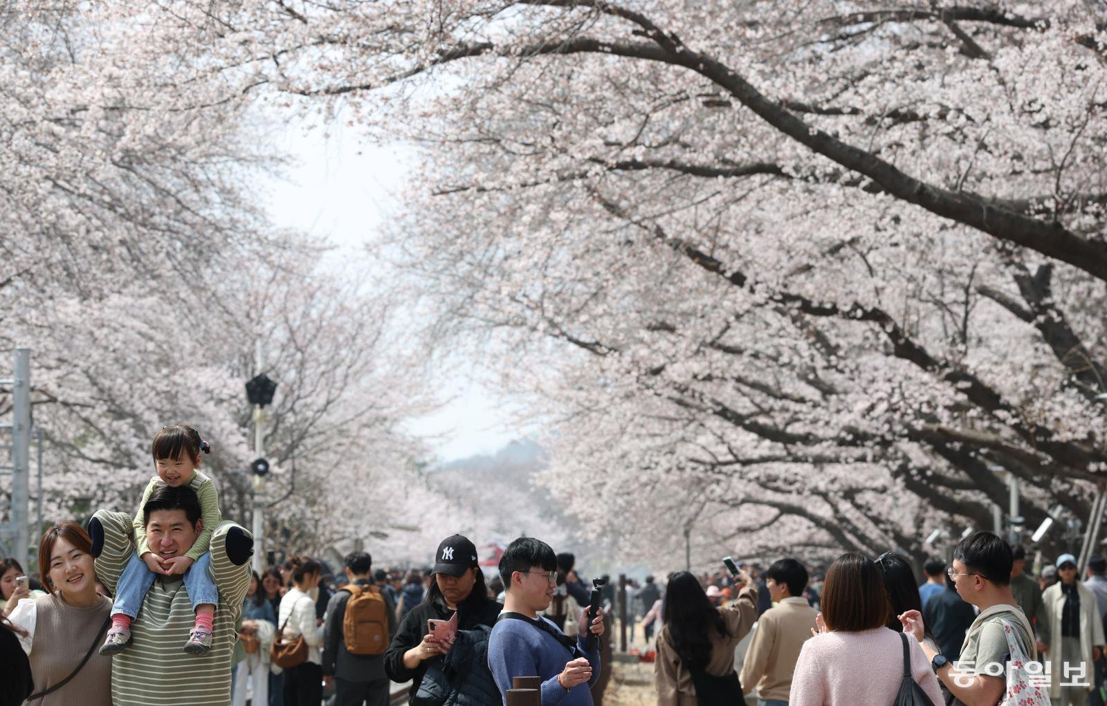 아빠 무등은 즐거워!  경남 창원 진해구 경화역을 찾은 가족 단위 관광객들이 휴일인 29일 오전 벚꽃을 감상하고 있다. 이곳은 이번 주 초반 절정을 이를 것으로 보인다.  변영욱 기자 cut@donga.com