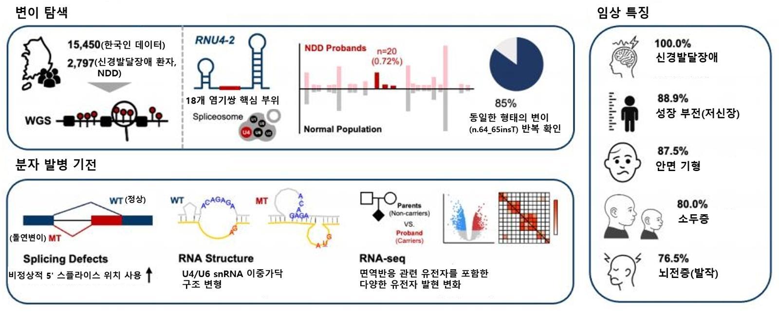 국내 연구팀이 유전체 데이터 분석으로 그동안 원인을 찾지 못했던 ‘미규명 소아 신경발달장애’의 실마리를 풀었다. 질환을 일으키는 핵심 원인을 찾아내고 환자들의 구체적인 임상 특징을 확인했다. 사진은 한국인 미규명 신경발달장애 원인 유전자(RNU4-2)의 변이 탐색, 임상 특징 및 분자 발병 기전 요약도.(서울대병원 제공)
