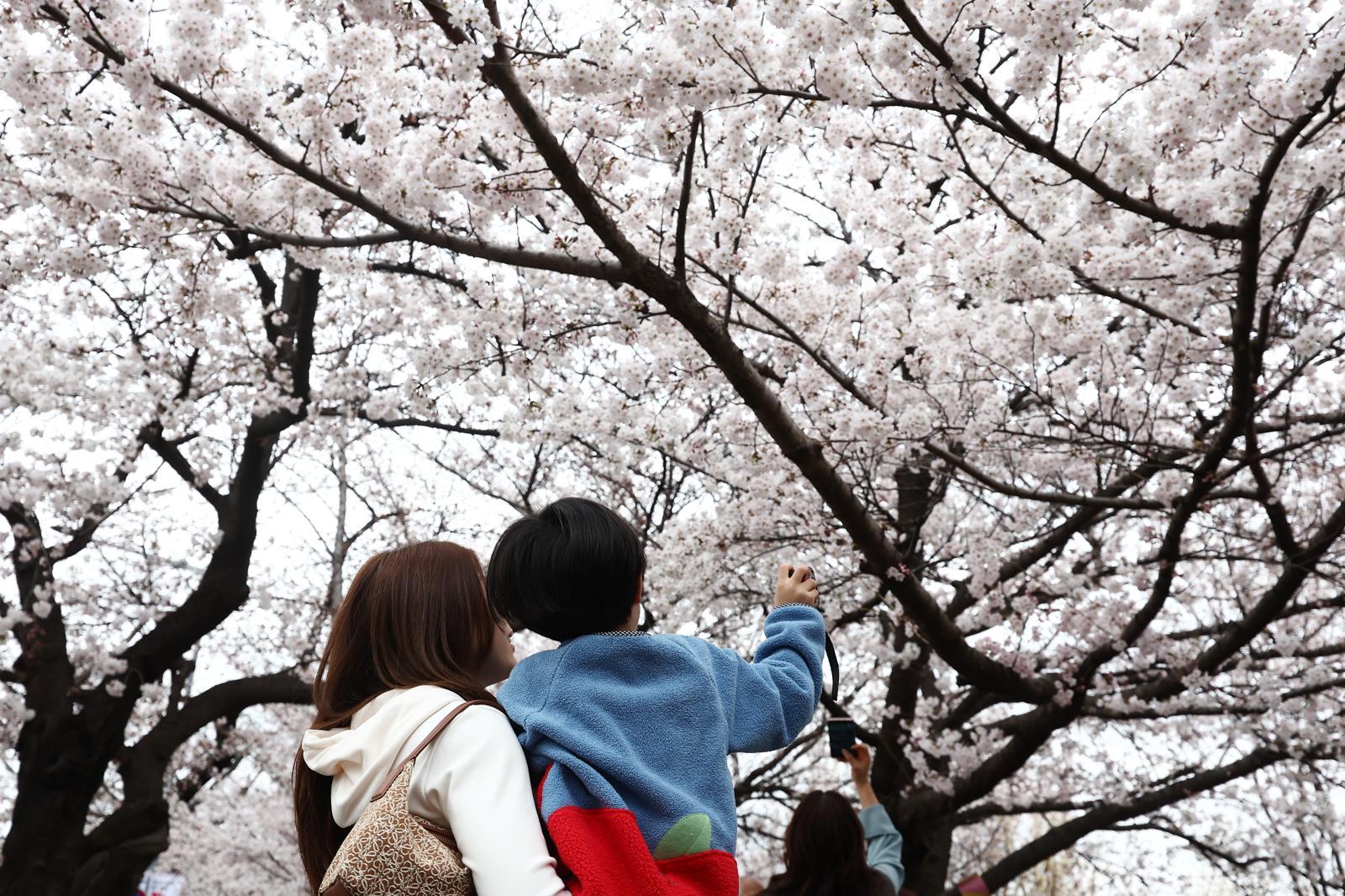 따뜻한 봄 날씨를 보인 31일 오후 서울 여의도 윤중로 벚꽃길에서 시민들이 활짝 핀 벚꽃을 즐기고 있다. 서울을 대표하는 ‘여의도 봄꽃축제’는 다음 달 3일부터 7일까지 열린다. 2026.3.31 ⓒ 뉴스1