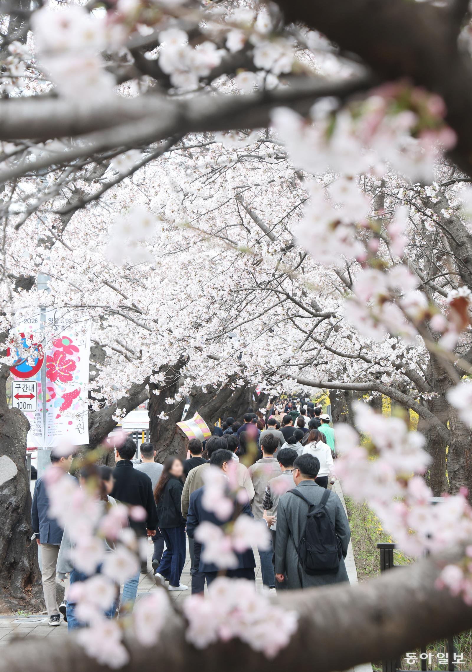 서울 봄꽃 개화일 변화