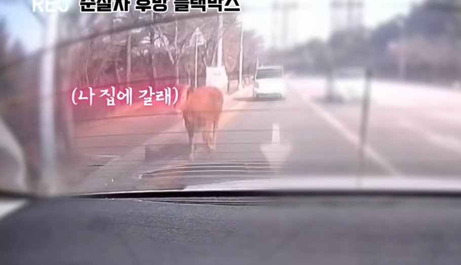 천안 도심 황소 탈출 현장