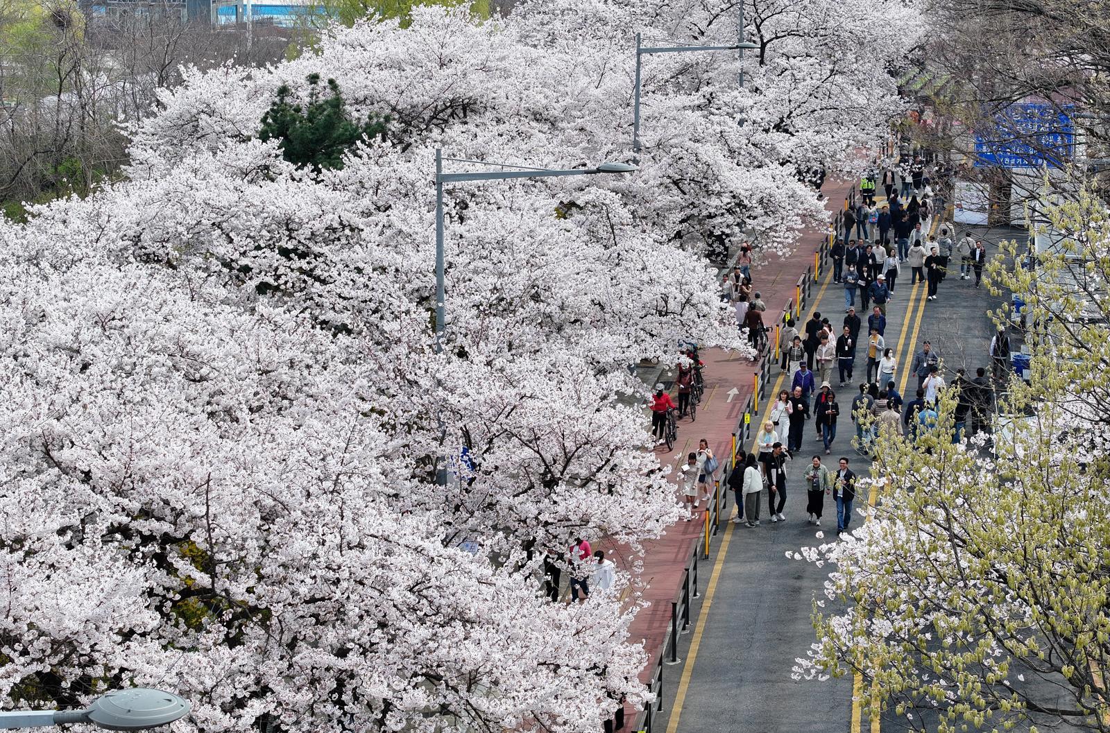 벌써 벚꽃 엔딩? 내일 낮까지 전국 비…제주 호우특보 가능성