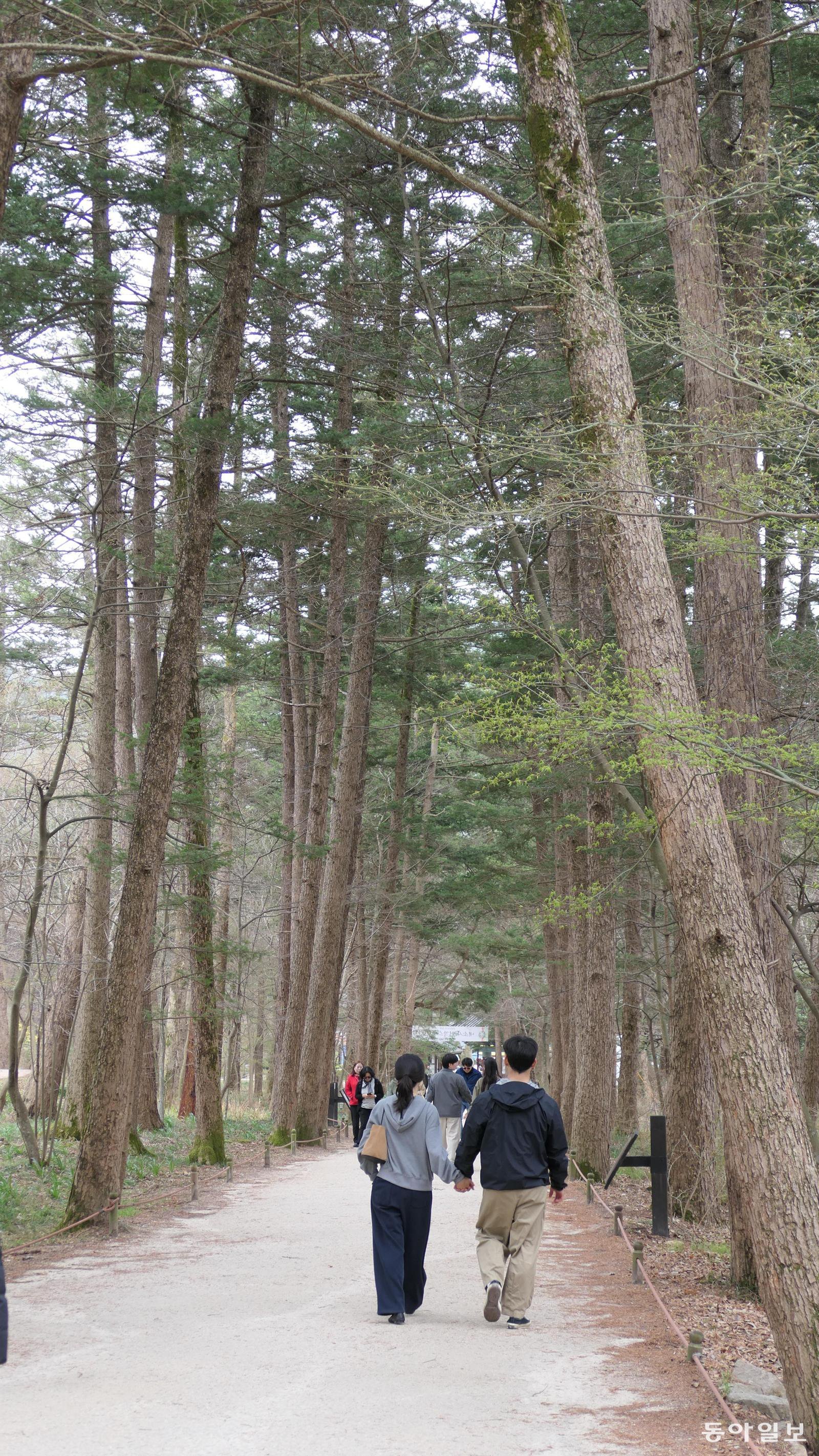 내변산 내소사 일주문에서 가람으로 이어지는 전나무 길. 결혼 전 연인이 오면 행복해진다는 속설이 있었다.