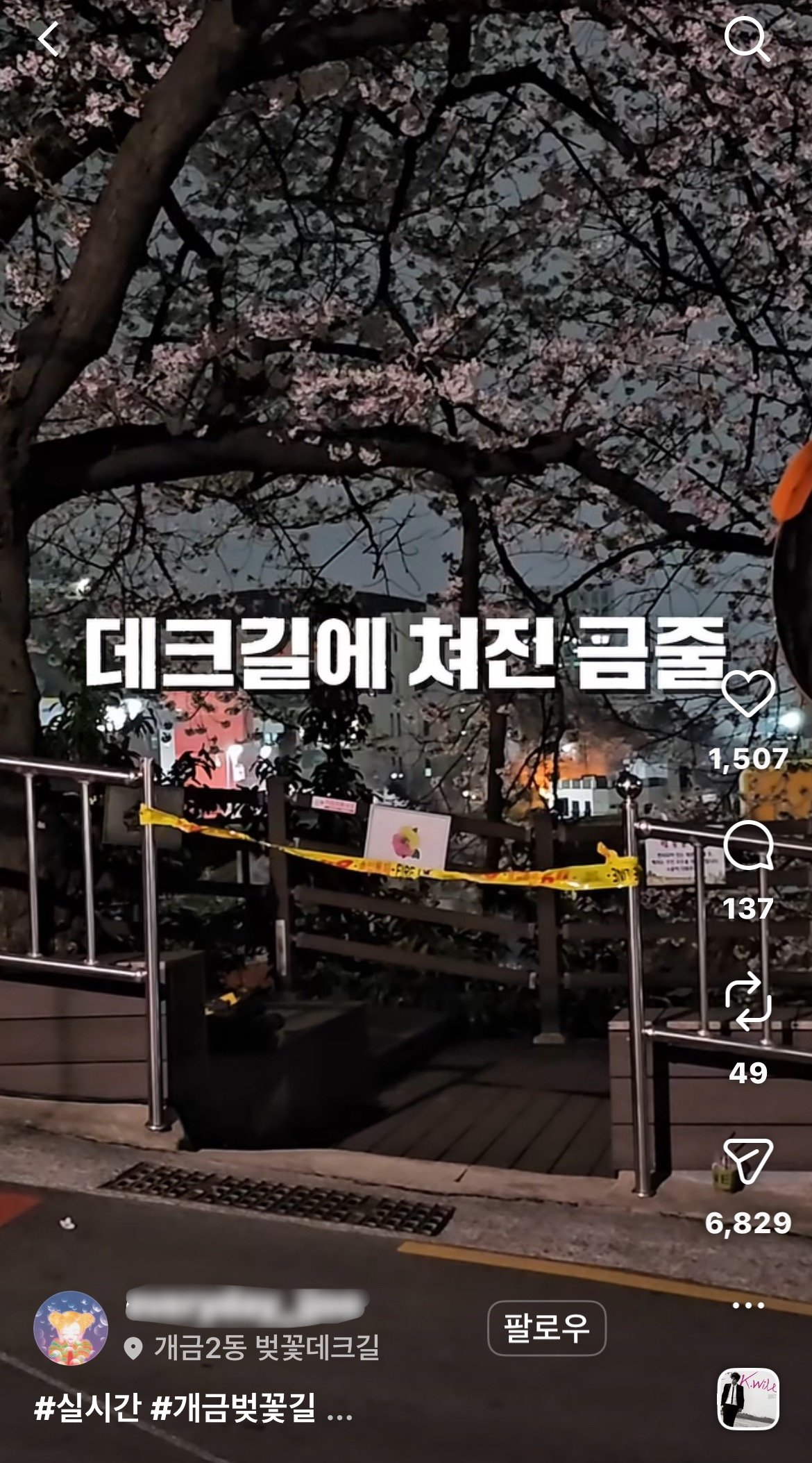 부산 벚꽃 명소 갔더니 드라마 촬영으로 통제 ‘시끌’