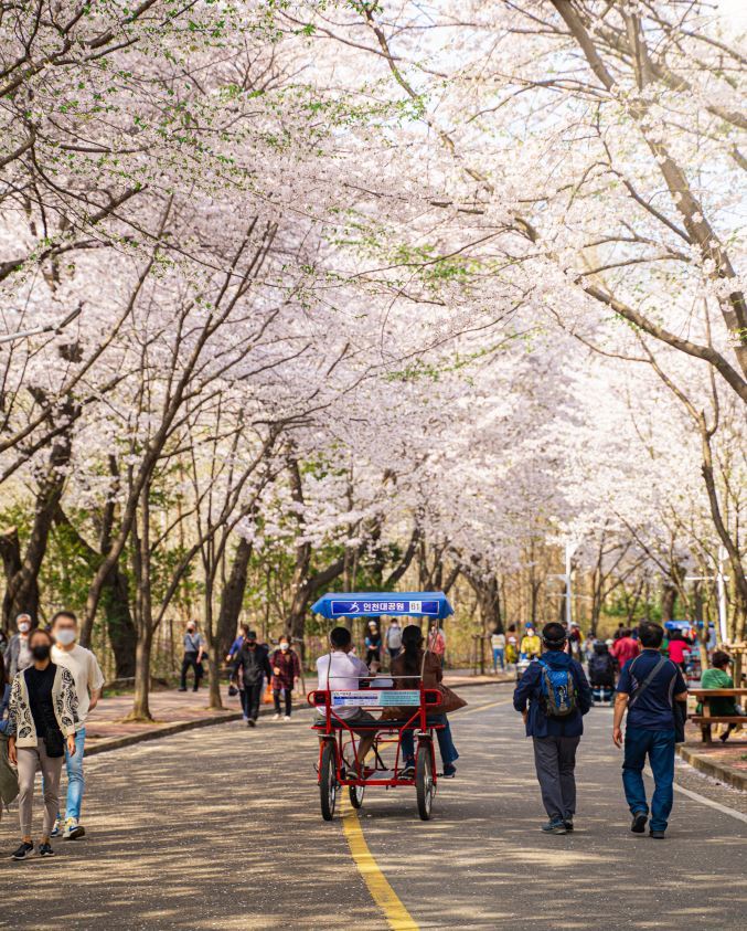 이번주 인천 벚꽃 만개…벚꽃 명소 곳곳서 축제 열려
