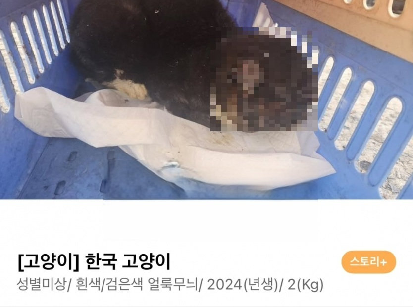 지난해 7월부터 대전 동구 지역에서 화상을 입고 구조된 고양이들. 동물보호단체 케어 홈페이지 캡처