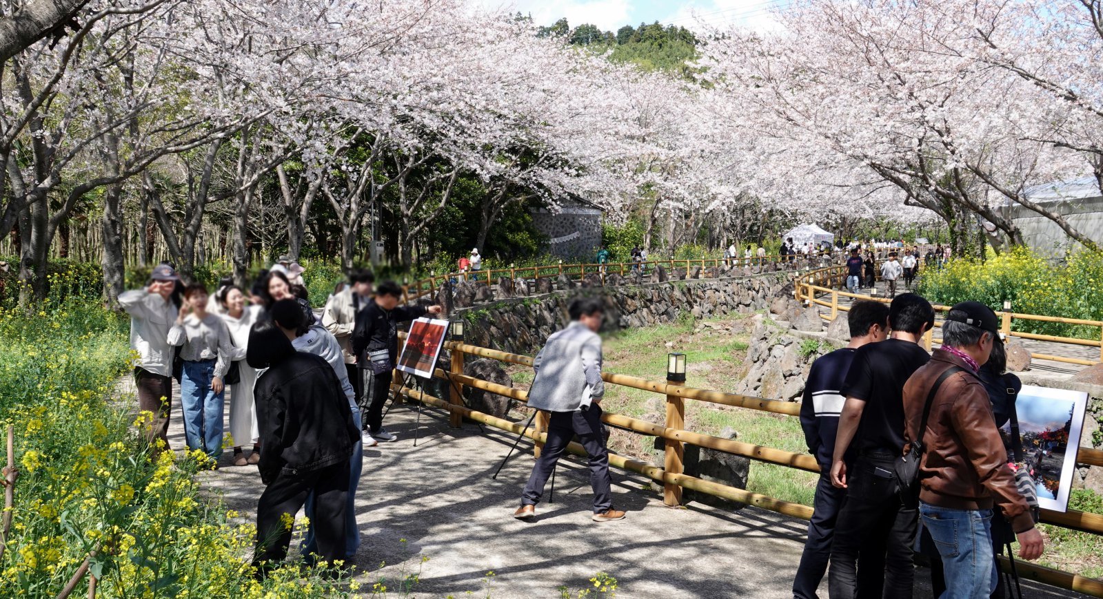 벚꽃구경 엔딩은 비염?…“그러려니 놔두면 큰 병 와요”