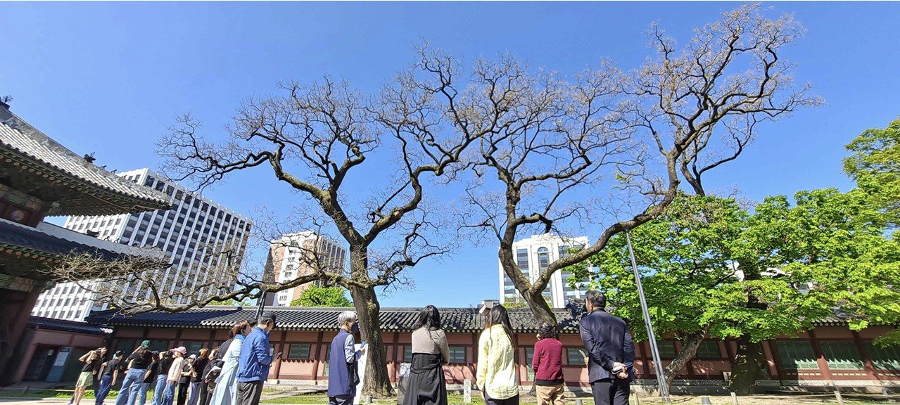 동궐도 따라 걷는 창덕궁 나무길…‘특별 개방’ 가정당서 서울타워 한눈에