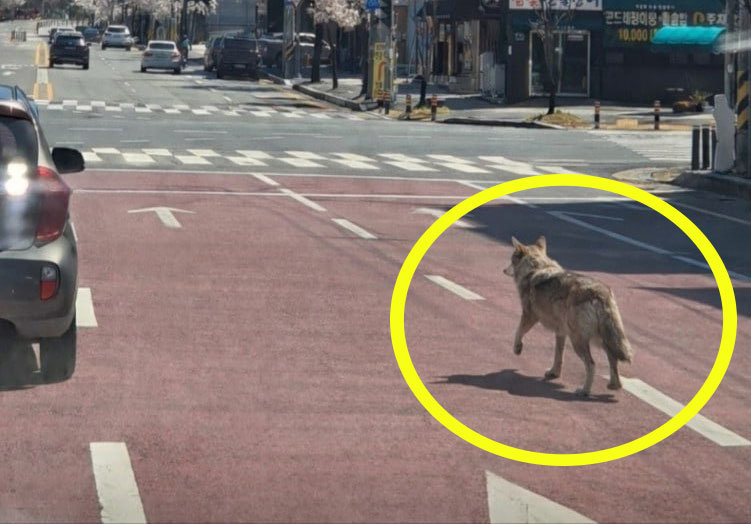 [속보]동물원 탈출 늑대, 대전 시내 배회…오월드 사거리 부근