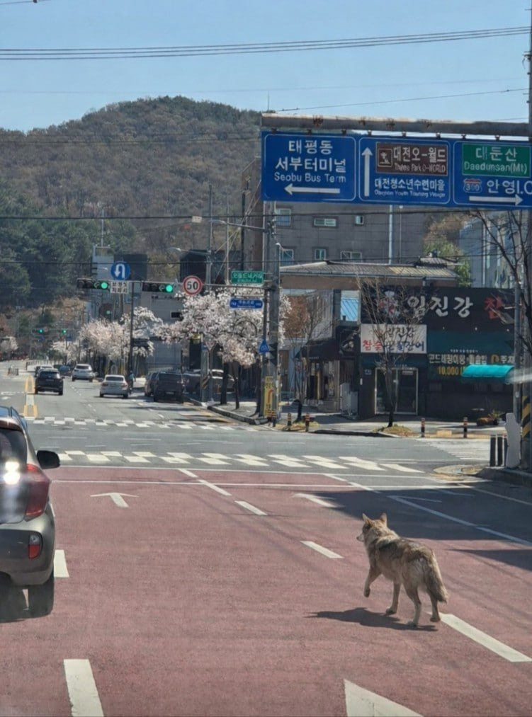 대전 오월드에서 탈출한 늑대. 대전소방본부 제공