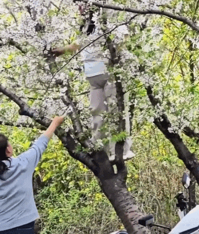 “사진 찍겠다” 벚나무 올라갔다가…뿌리째 뽑아버린 中여성