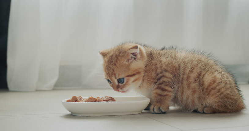 고양이 사료 남기는 행동 연구 고양이 사료 남기는 행동 연구