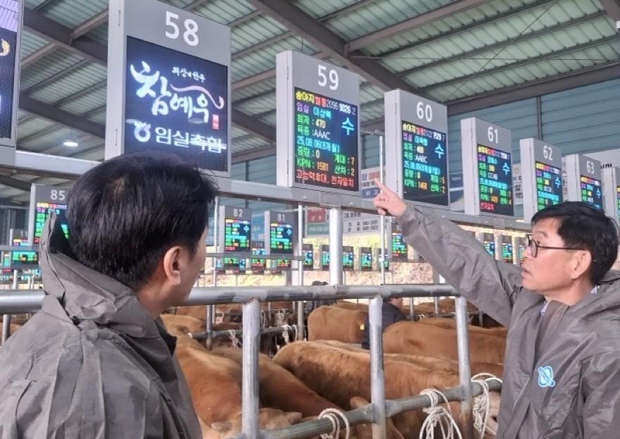 전북도 축산과 관계자들이 ‘고능력 한우 가축시장 거래 표시제’를 시작한 임실축협 가축시장을 찾아 전광판을 살펴보고 있다. 전북도 제공