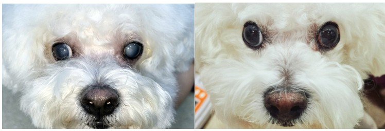 [반려동물 20세 시대]﻿“하룻밤 사이 시력 상실?”…강아지 백내장, 노화만이 원인 아니다