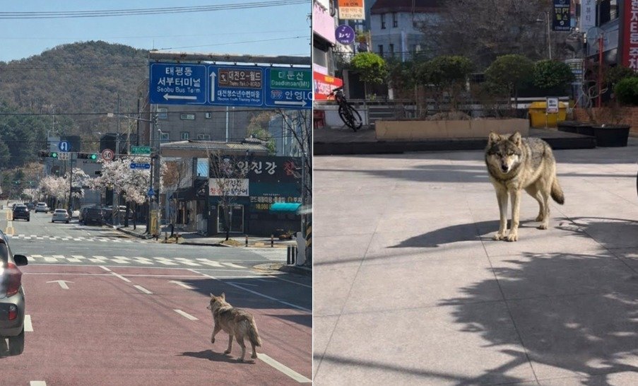 오월드 늑대 탈출 초기 소방당국에 제보된 사진(왼쪽)과 대전 서구 괴정동 일대에 늑대가 나타났다며 제공된 제보사진. 모두 합성 이미지로 추정된다. 뉴스1