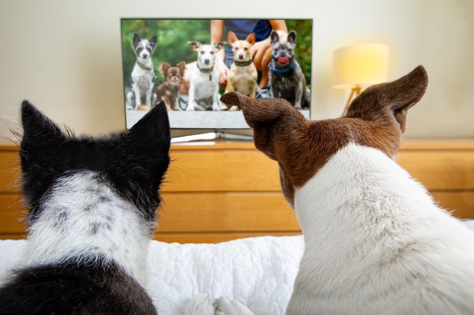 반려견의 TV 시청 효과에 대한 학계 의견이 엇갈린다. 사진=게티이미지뱅크