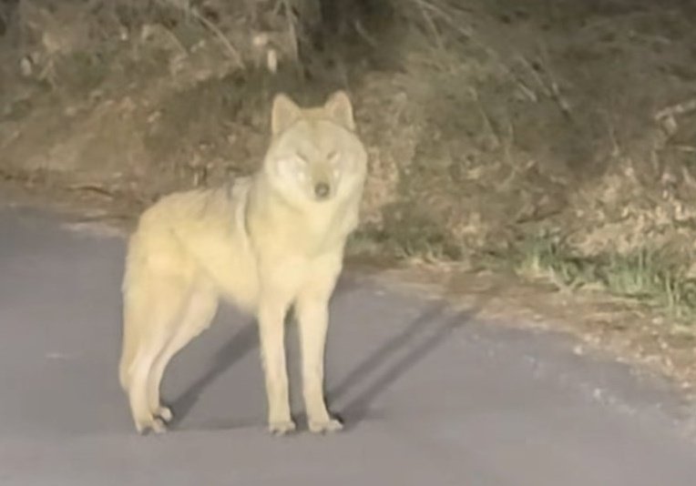 13일 오후 10시경 대전 중구 구완동 운남로에서 한 시민에게 촬영된 두 살 수컷 늑대 ‘늑구’. 인스타그램 캡처
