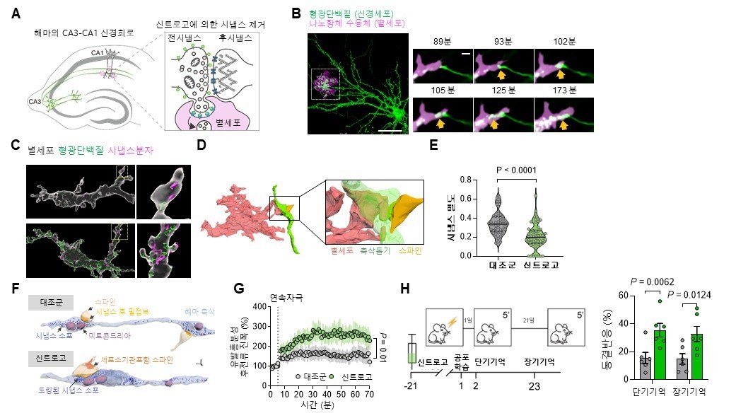 신트로고에 의한 시냅스 제거 및 잔존 시냅스의 구조적, 기능적 강화(IBS 제공) /뉴스1