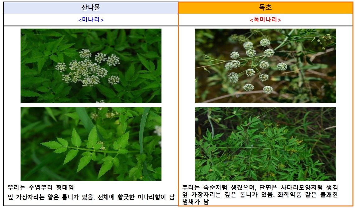 “미나리인 줄 알고 먹었는데 복통·구토”…봄철 독초 섭취 ‘주의’