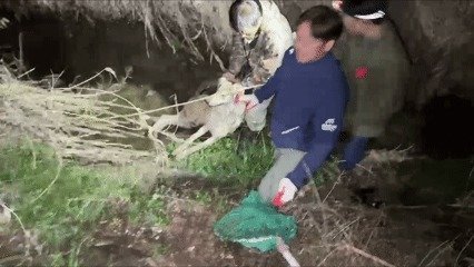 늑구 포획 당시 장면. 대전시 제공 (뉴스1)