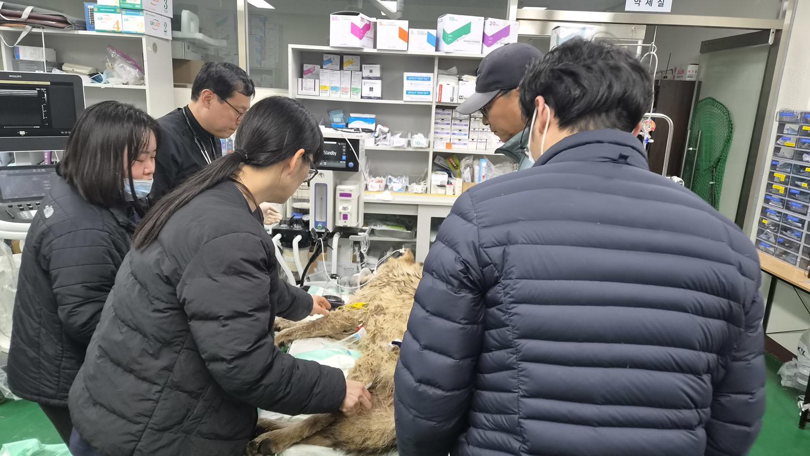 대전 오월드 동물원을 탈출한 수컷 늑대 ‘늑구’가 9일 만에 포획됐다. 17일 관계자들이 오월드로 이송된 늑구의 건강상태를 확인하고 있다. (대전시 제공. 재판매 및 DB금지)