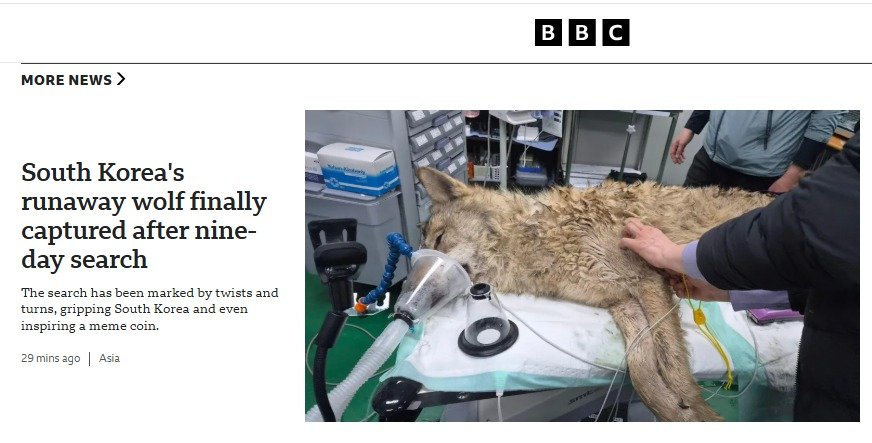 “늑구 출세했네” BBC 포획 소식 1면 주요 기사로 다뤄