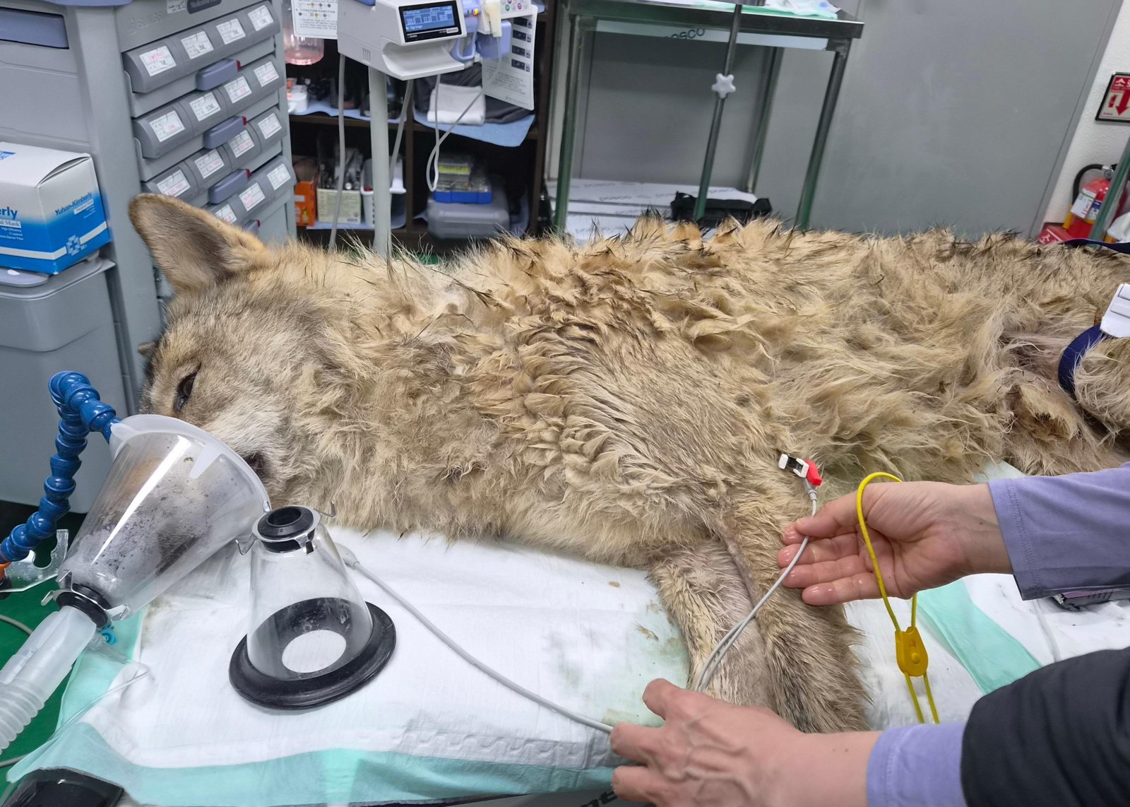 늑구는 포획된 후 뱃속에 든 2.6cm 길이 낚싯바늘 제거 시술을 받고 오월드로 옮겨져 회복 중이다. 포획된 직후 각종 검사에서도 큰 이상은 없는 것으로 나타났다. 대전시 제공