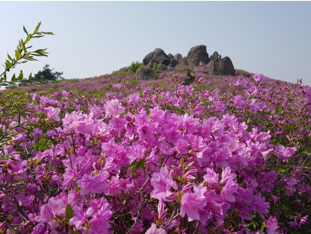 보성군 일림산 철쭉 군락지.