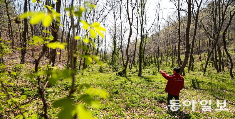‘탄소 먹는 하마’ 백합나무, 소나무 2.7배 흡수… 목재 가치도 높아