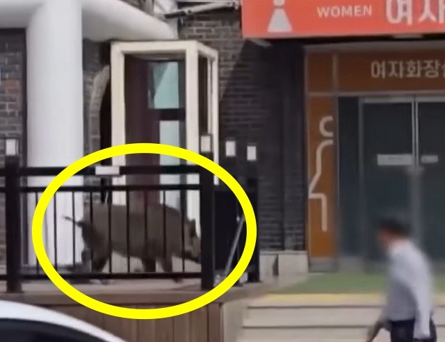 고속도로 휴게소서 멧돼지 난동…女화장실 문 ‘쿵쿵’