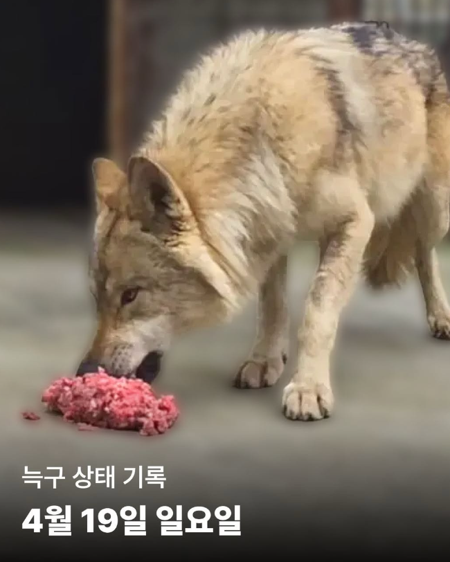 “늑구 보고 싶은데, 영상이라도 올려 달라”…오월드 대박 예고