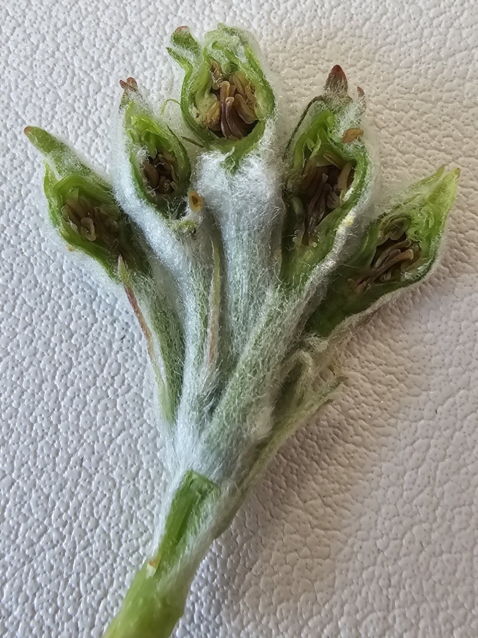 저온 피해가 난 사과꽃 갈변 현상(보은군 제공. 재판매 및 DB금지)