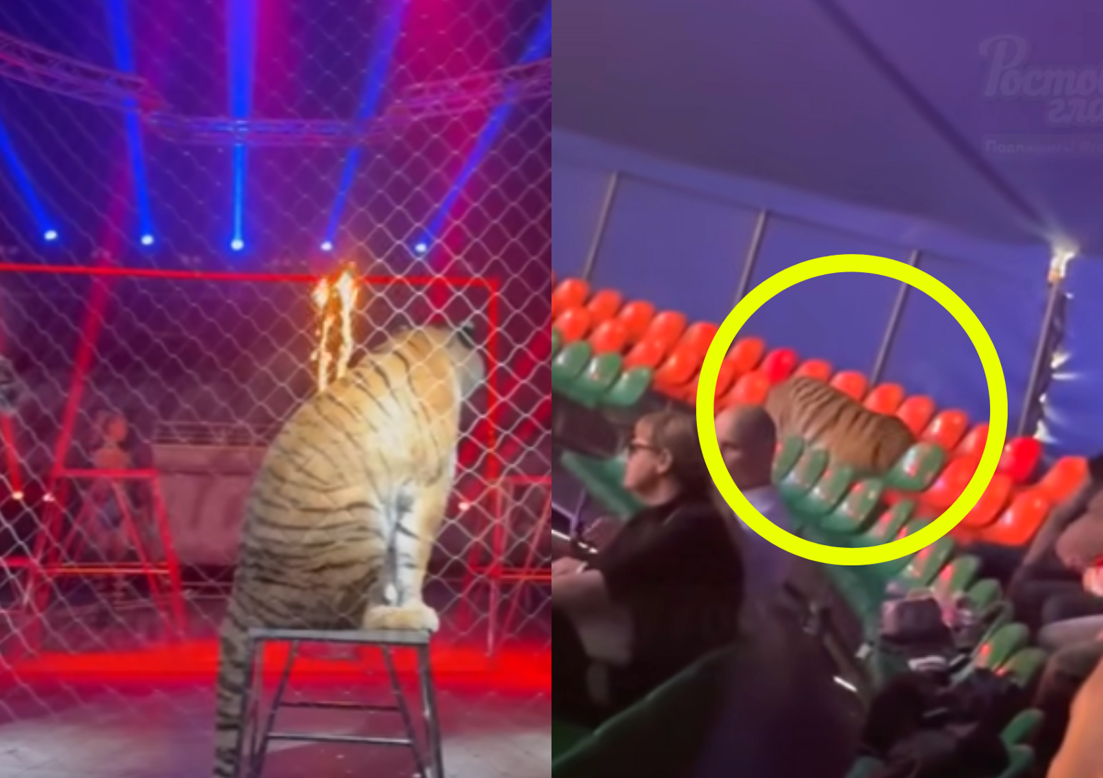 러 서커스장 보호망 ‘폭삭’…호랑이가 객석 덮쳐 아수라장