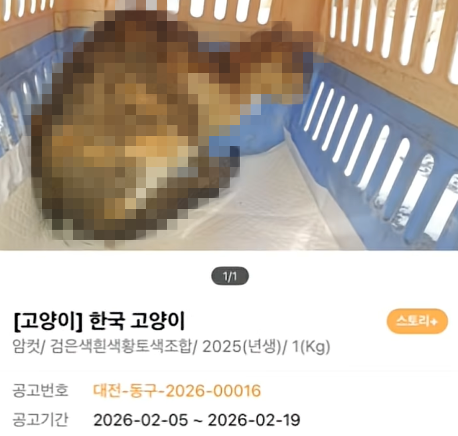 길고양이 얼굴을 ‘토치’로…경찰, 상습 학대 혐의 70대 구속영장 신청