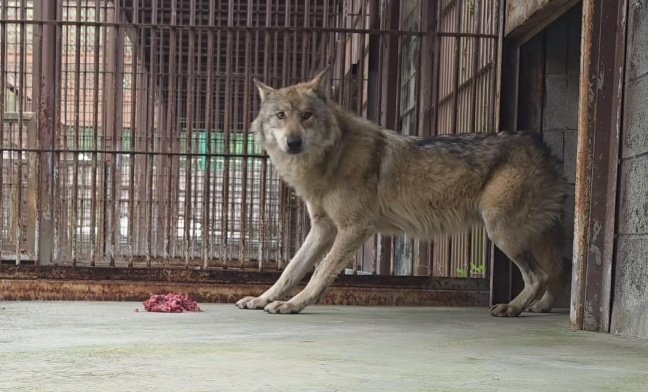 4월 20일, 먹이를 급여 받고 있는 늑구의 모습. 오월드 제공