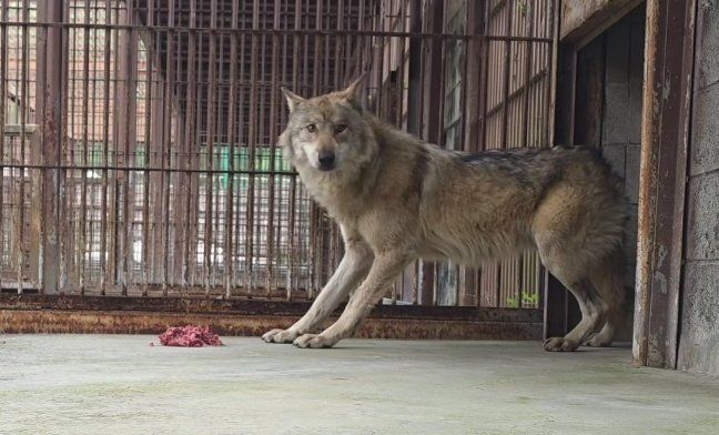 대전 오월드로 돌아온 늑대 ‘늑구’가 바닥에 놓인 고기를 먹고 있다. 대전 오월드 제공