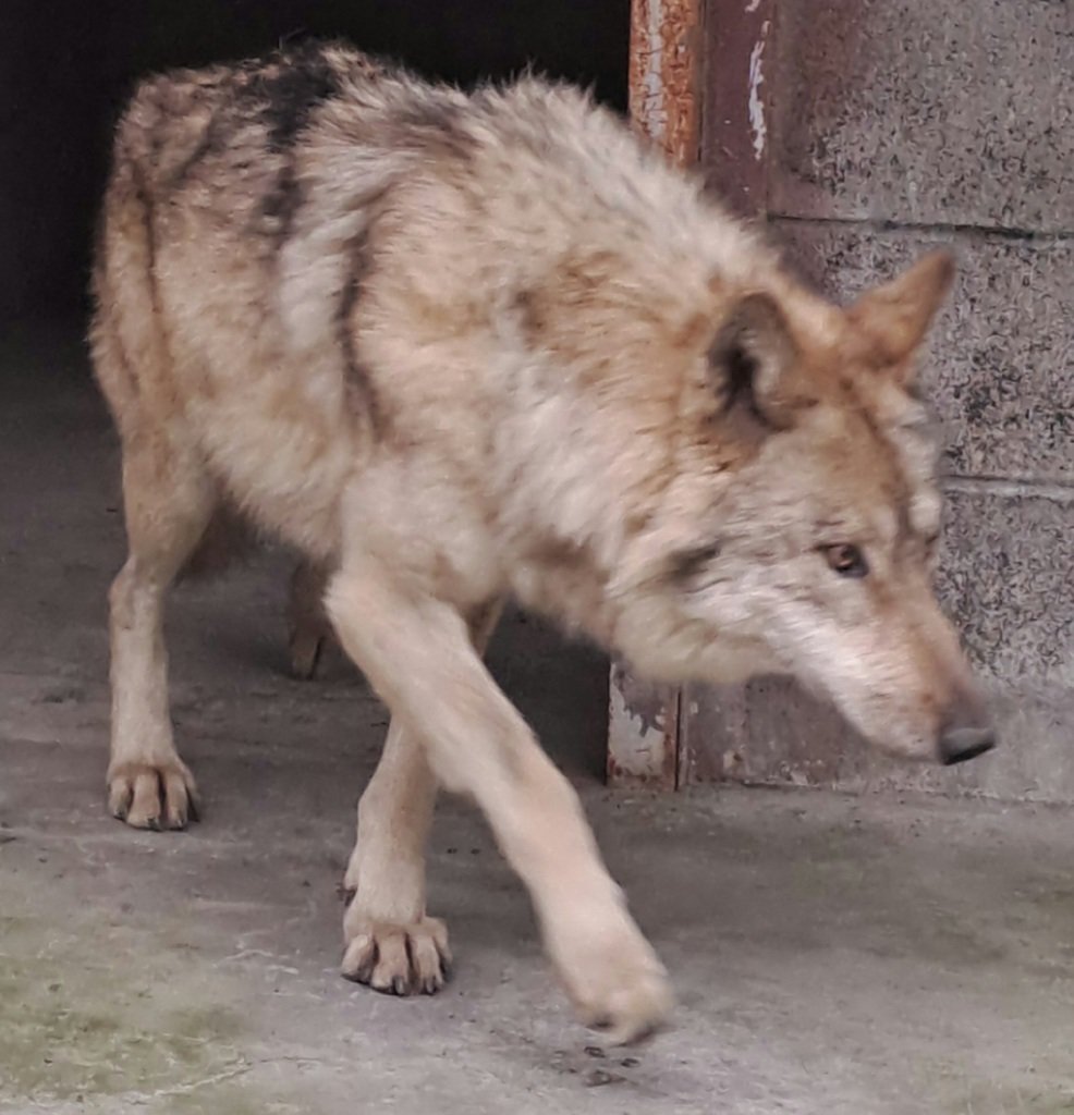 ‘늑대 탈출’ 오월드, 대전도시공사 자체 감사에 공정성 논란