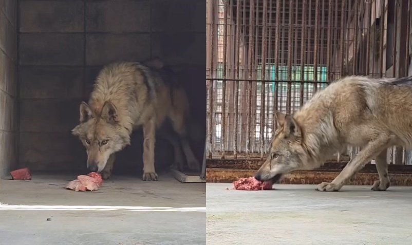 늑구 먹이 맨바닥에 뒀다고…‘밥 그릇’ 요구에 오월드 측 해명은
