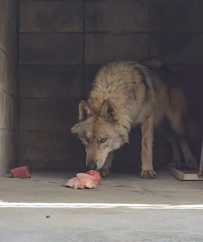 먹이 섭취하는 늑구 모습. 오월드 인스타그램