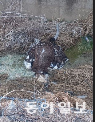 “식당에 문어, 도로에 말”…도심은 ‘동물 출몰 주의보’