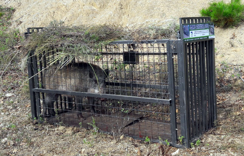 Wild Boar Sightings Prompt Safety Alert at Ewha Womans University