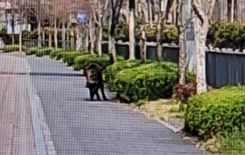 과거 세종시 도심에 출몰한 멧돼지. 세종시 제공