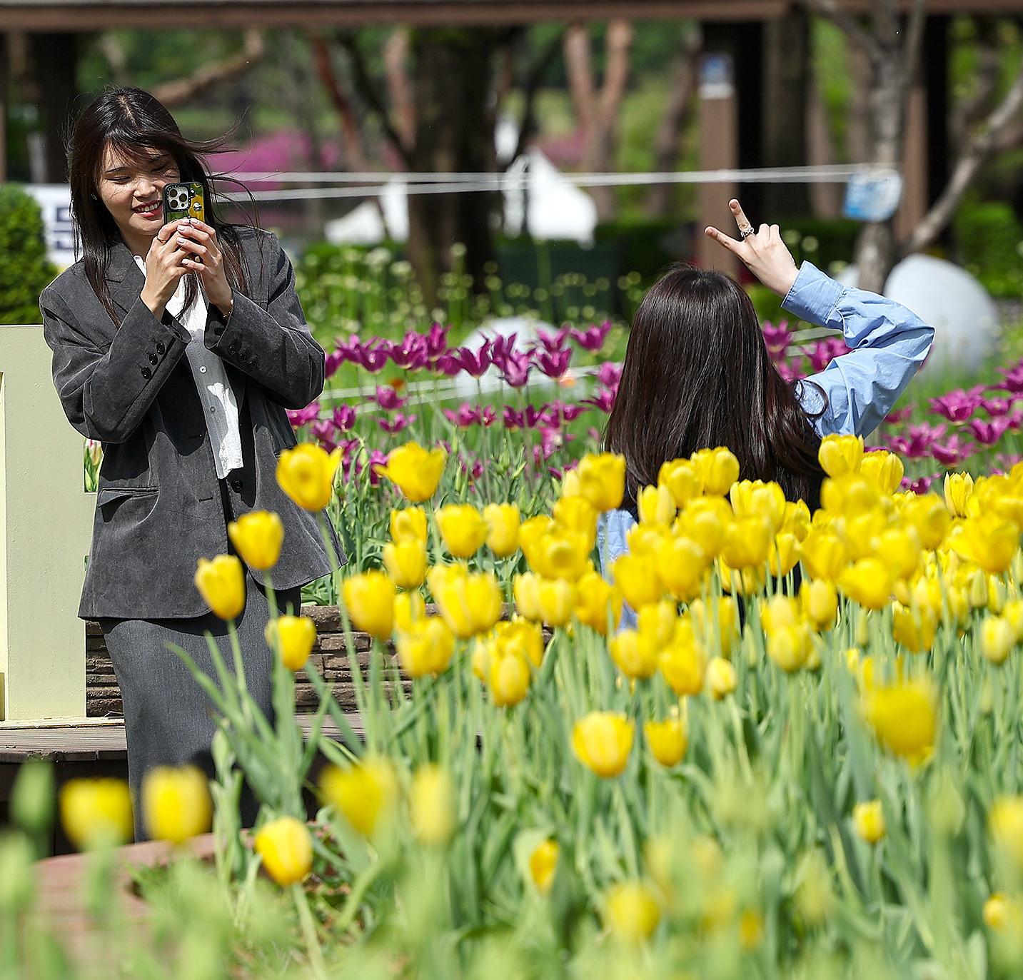 1.2m 장미-엘사 튤립… ‘꽃산’ 된 일산
