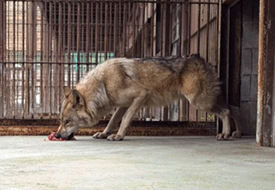 대전 오월드 늑구 늑대 SNS 중단